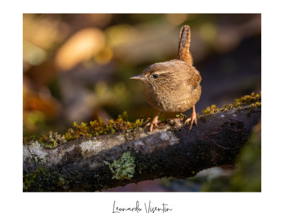 Scricciolo (Troglodytes troglodytes)