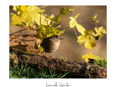 Scricciolo (Troglodytes troglodytes)