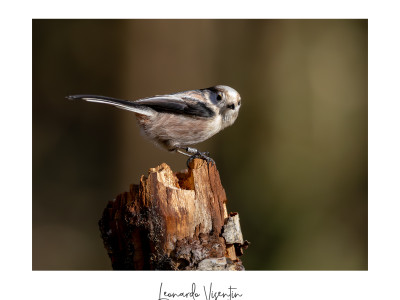 Codibugnolo (Aegithalos caudatus)