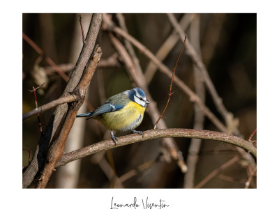 Cinciarella (Cyanistes caeruleus)