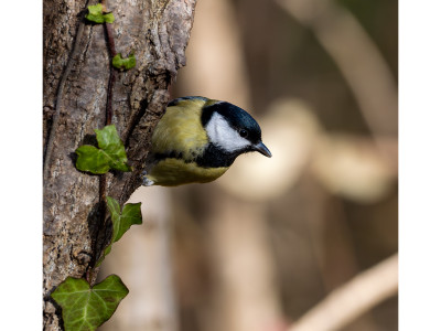 Cinciallegra (Parus major)
