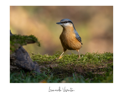 Picchio muratore (Sitta europaea)