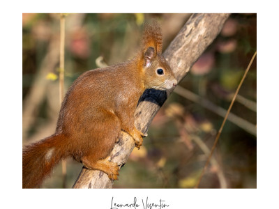 Scoiattolo europeo (Sciurus vulgaris)