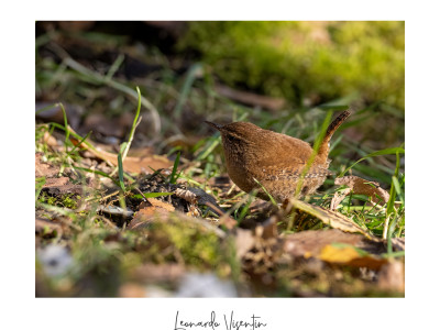 Scricciolo (Troglodytes troglodytes)