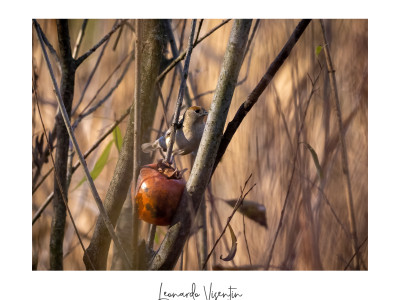 Femmina di Capinera (Sylvia atricapilla)