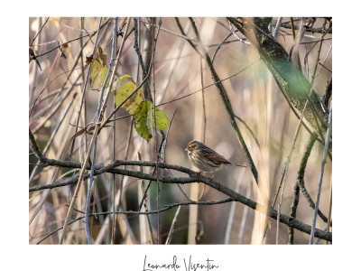 Migliarino di palude (Emberiza schoeniclus)