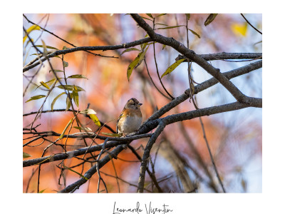 Peppola (Fringilla montifringilla)