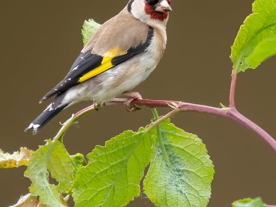Cardellino