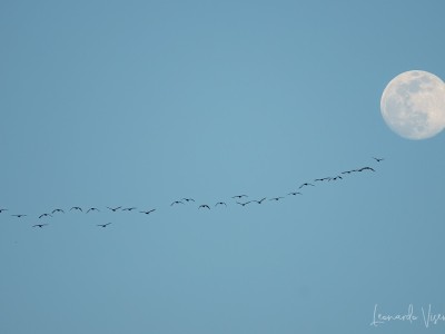 Cormorani