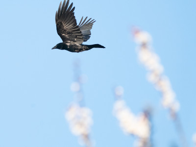 Cornacchia nera