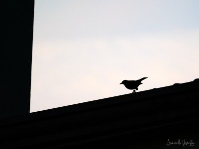 Silhouette di merlo