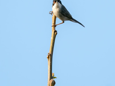 Occhiocotto