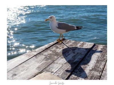 Venezia