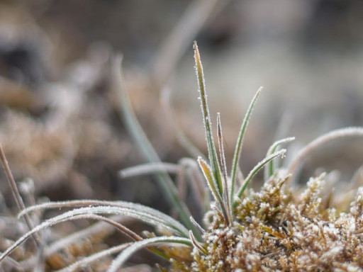 Brina ghiacciata su steli d'erba