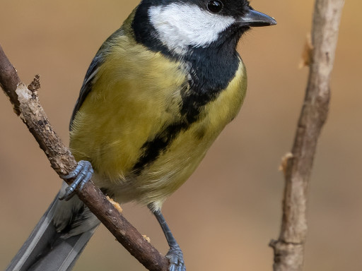 Cinciallegra