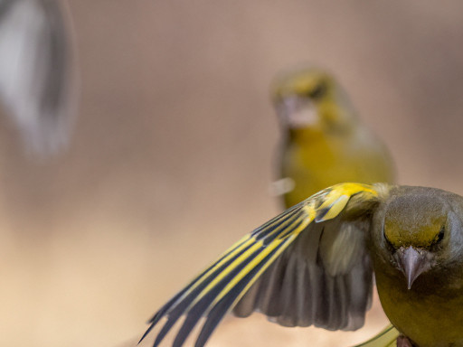 Verdone in volo