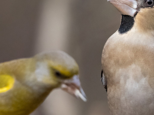 Verdone e Frosone