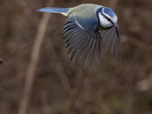 Cinciarella in volo