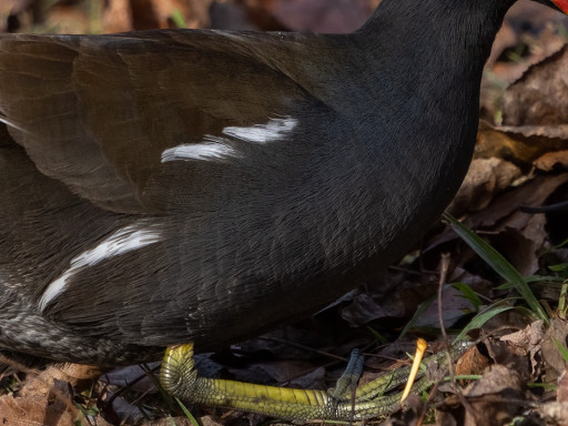 Gallinella d'acqua