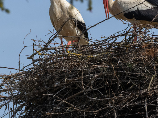Cicogne bianche al nido con Passera europea