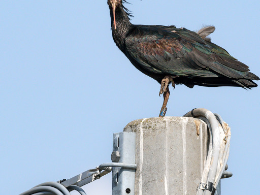 Ibis eremita