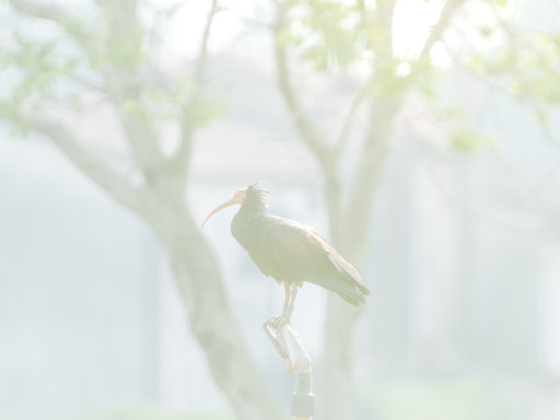 Ibis eremita