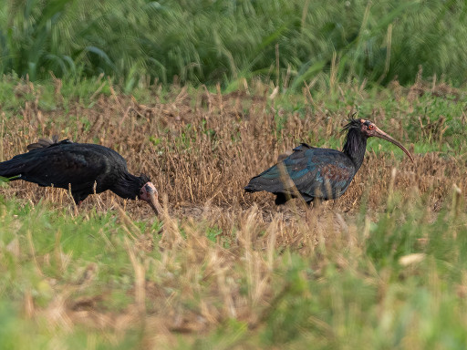 Ibis eremita