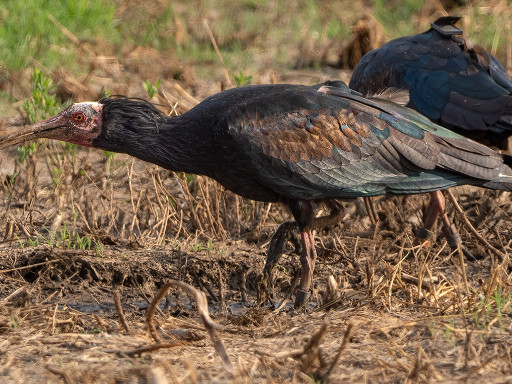 Ibis eremita