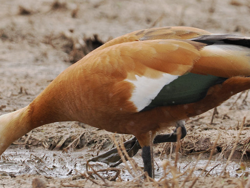 Casarca