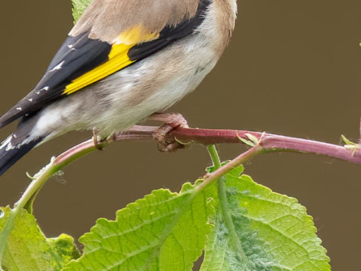 Cardellino