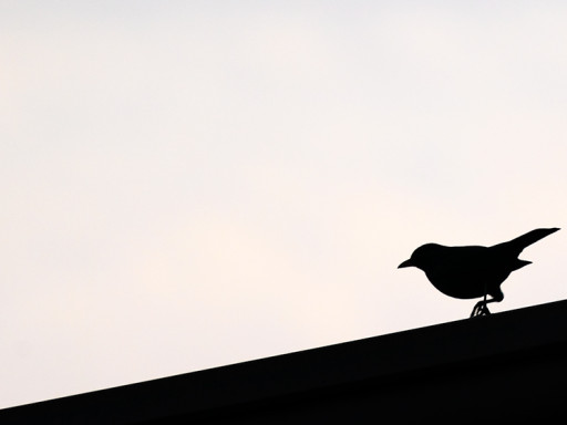 Silhouette di merlo